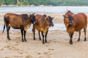 ကြၽဲႏြားမ်ားကို အာမခံထား၍ ေငြေခ်းယူႏုိင္