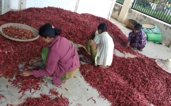 အခြောက်ခံစက်များ အသုံးပြုကာ ငရုတ်တွင် မှိုဆိပ်ပါဝင်မှုကို လျှော့ချသွားမည်