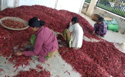 အခြောက်ခံစက်များ အသုံးပြုကာ ငရုတ်တွင် မှိုဆိပ်ပါဝင်မှုကို လျှော့ချသွားမည်