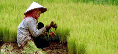 အာရှ ပို့ကုန်ဆန်ဈေးနှုန်း ၂ နှစ်တာတွင် အမြင့်ဆုံးသို့ ရောက်ရှိ