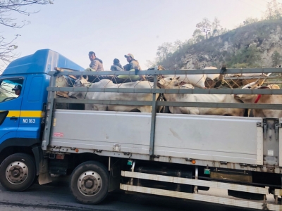 တရုတ်နိုင်ငံသို့ ကျွဲ၊ နွားအရှင်တင်ပို့မှု COVID-19 ကြောင့် ခေတ္တရပ်နားထားရာမှ တရားဝင် ပြန်လည်တင်ပို့နိုင်တော့မည်