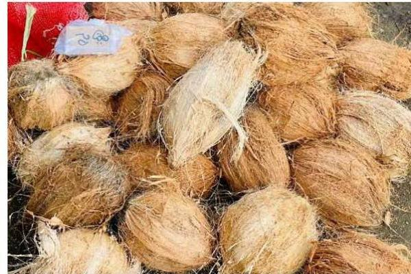 ဘင်္ဂလားဒေ့ရှ်မှ မြန်မာ့အုန်းသီးခြောက်ကို စစ်တွေမှတစ်ဆင့် ဝယ်ယူတင်သွင်းမှု မြင့်မားလာ