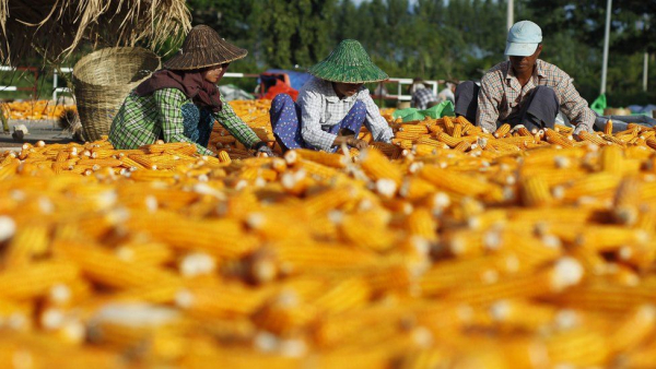 တရုတ်နိုင်ငံသို့ ပြောင်းဆန်တင်ပို့မည့် EOI Form စာရင်းတင်သွင်းလာသည့် ကုမ္ပဏီ ၁၄၀ ကျော်ရှိ
