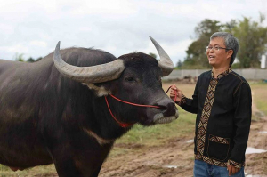ကျွဲသုတ်ရည် ရောင်းချခြင်းမှ တစ်လလျှင် ဘတ် (၁) သန်း ရရှိနေသည့် ထိုင်းလယ်သမား