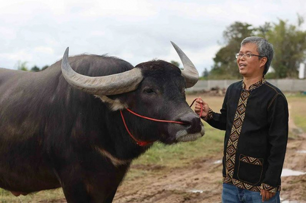 ကျွဲသုတ်ရည် ရောင်းချခြင်းမှ တစ်လလျှင် ဘတ် (၁) သန်း ရရှိနေသည့် ထိုင်းလယ်သမား