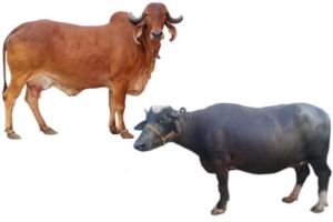 ကၽြဲ၊ ႏြားမ်ား ဝယ္ယူစုေဆာင္းခြင့္ကန္႔သတ္မႈ ေမြး/ကု ညႇိႏိႈင္းမည္