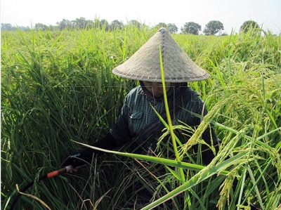 မန္တလေးတိုင်းအတွင်း နွေသီးနှံစိုက်ပျိူးမှု ယခင်နှစ်ကထက် ဧက၃၅၀၀၀ခန့်လျော့ကျ