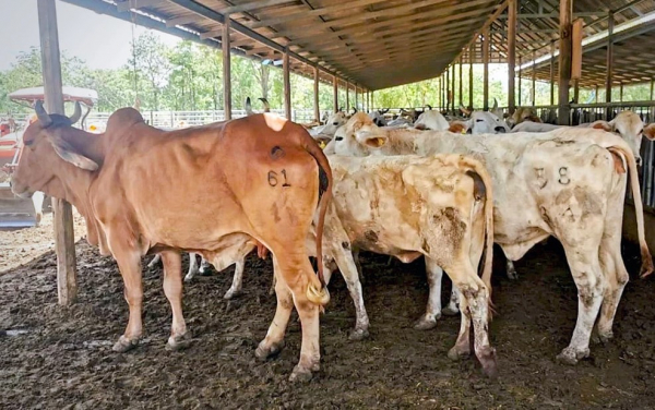 သတ်မှတ်ပြဋ္ဌာန်းချက်များနှင့် ညီညွှတ်သော ထိုင်းနွား ကောင်ရေ ၇,၀၀၀ ဗီယက်နမ် ဝယ်ယူမည်