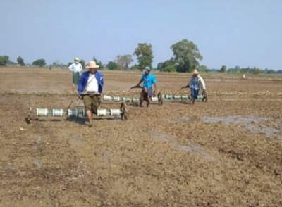 မျိုးစေ့ချကိရိယာဖြင့် နွေစပါး စိုက်ပျိုး