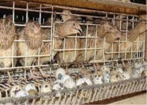 ဖိလစ်ပိုင်ရှိငုံးခြံတွင် H5N6 ကြက်ငှက်တုပ်ကွေး ရောဂါပိုးတွေ့ရှိ