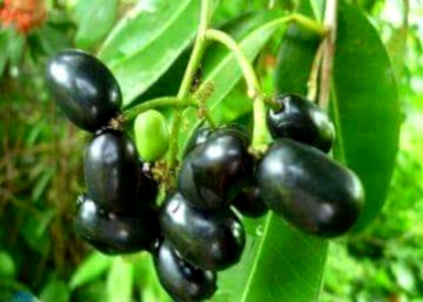 သေျပသီး၏ အက်ဳိးေက်းဇူးမ်ား