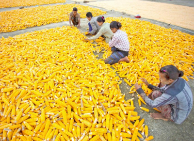 မြန်မာ့ပြောင်းများ တရုတ်နိုင်ငံသို့ တရားဝင်တင်ပို့မှု စတင်ဆောင်ရွက်