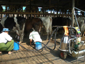 နို့ထွက်ပစ္စည်းနှင့် အသားထုတ်လုပ်မှု သင်တန်းများ တစ်ပတ်ကြာ ဖွင့်လှစ် သင်ကြားပေးမည်