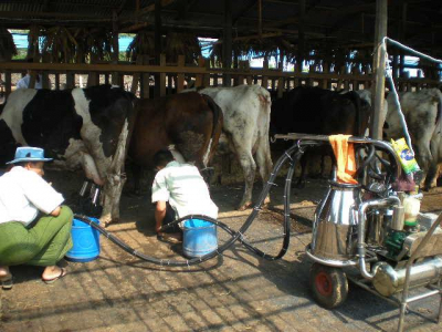 နို့ထွက်ပစ္စည်းနှင့် အသားထုတ်လုပ်မှု သင်တန်းများ တစ်ပတ်ကြာ ဖွင့်လှစ် သင်ကြားပေးမည်