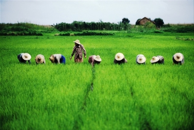 ထုိင္းႏွင့္ ဗီယက္နမ္ ဆန္ေစ်းတက္ေန၍ ျမန္မာ့ဆန္ ၀ယ္ယူရန္ ကမ္းလွမ္းမႈမ်ားလာ