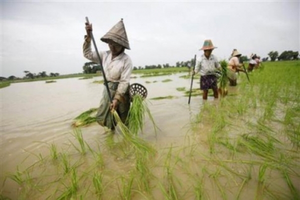 ေရႀကီး၍ စိုက္ပ်ိဳးၿပီး မုိးသီးႏွံ ဧကငါးသိန္းေက်ာ္ နစ္ျမဳပ္