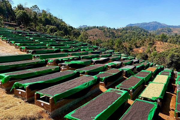 မြန်မာ့ကော်ဖီလုပ်ငန်း ပိုမို တိုးချဲ့နိုင်ရေးအတွက် ကော်ဖီဧက (၃) သိန်းထိ စိုက်ပျိုးရန် စီစဉ်