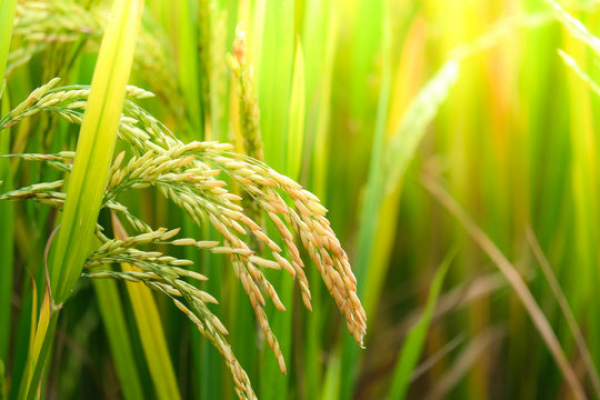 တောင်သူလယ်သမားအခွင့်အရေး ကာကွယ်ရေးနှင့် အကျိုးစီးပွားမြှင့်တင်ရေး ဦးဆောင်အဖွဲ့မှ အခြေခံ ရည်ညွှန်းစပါးဈေးနှုန်း ထုတ်ပြန်ကြေညာ