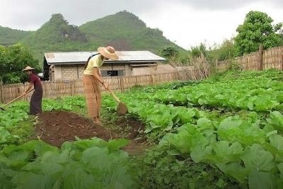 ရှမ်းပြည်နယ်မြောက်ပိုင်းတွင် GAP အထူးဇုန်များ ဖော်ဆောင်ကာ အသီးအနှံများ တိုးချဲ့စိုက်ပျိုး