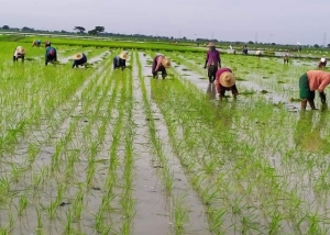 စစ်ကိုင်းတိုင်းဒေသကြီး ဝက်လက်မြို့နယ်၌ မျိုးစပါး၊ မျိုးစေ့ထုတ်စိုက်ခင်း ဧက(၁၅၀၀) ကို (CERP)အရ စိုက်ပျိုး