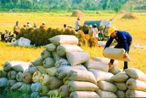 ဗီယက်နမ်နိုင်ငံ၌ စိုက်ပျိုးရေးလုပ်ငန်းဆိုင်ရာ ပြည်ပရင်းနှီးမြှုပ်နှံမှုတန်ဖိုး မြင့်တက်လာစေရေး အဓိကထားဆောင်ရွက်
