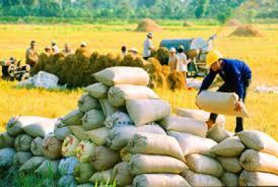 ဗီယက်နမ်နိုင်ငံ၌ စိုက်ပျိုးရေးလုပ်ငန်းဆိုင်ရာ ပြည်ပရင်းနှီးမြှုပ်နှံမှုတန်ဖိုး မြင့်တက်လာစေရေး အဓိကထားဆောင်ရွက်