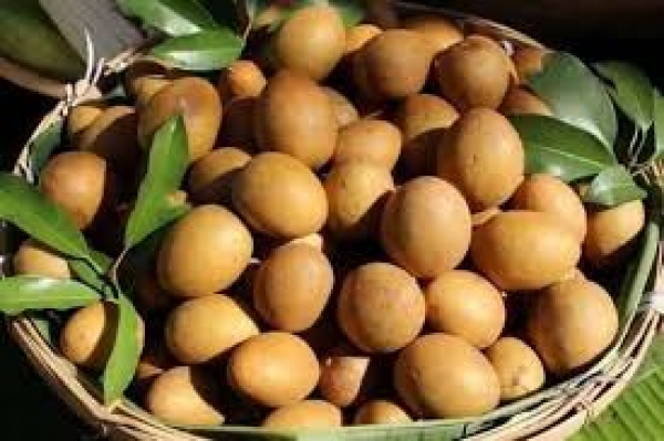 သၾကားသီးမ်ား ေစ်းကြက္အတြင္း စတင္ အေရာင္းအဝယ္ ျပဳလုပ္