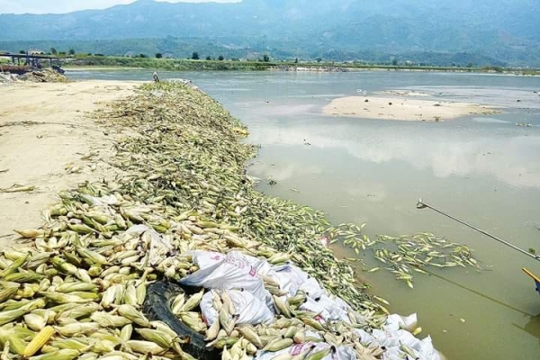 အရောင်းမထွက်သည့် ပြောင်းဖူးစိမ်းများ ရွှေလီမြစ်ထဲသို့ စွန့်ပစ်