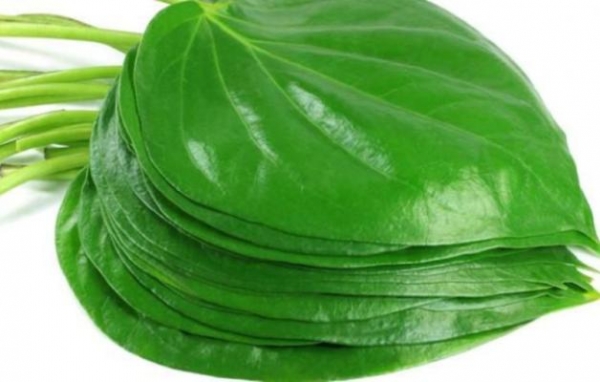 ရခိုင္ျပည္နယ္တြင္ ကြမ္းရြက္ေစ်း ျမင့္တက္၍ ေရာင္း၀ယ္သူမ်ား အခက္အခဲရွိ