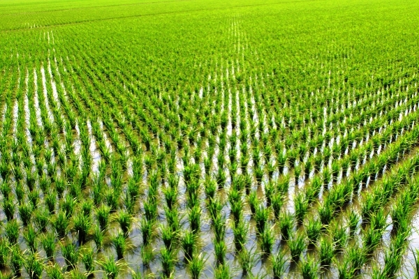 ရာသီဥတုႏွင့္ အေျခခံအေဆာက္အအံု မျပည့္စံုမႈက လယ္ယာက႑အတြက္ စိန္ေခၚမႈျဖစ္