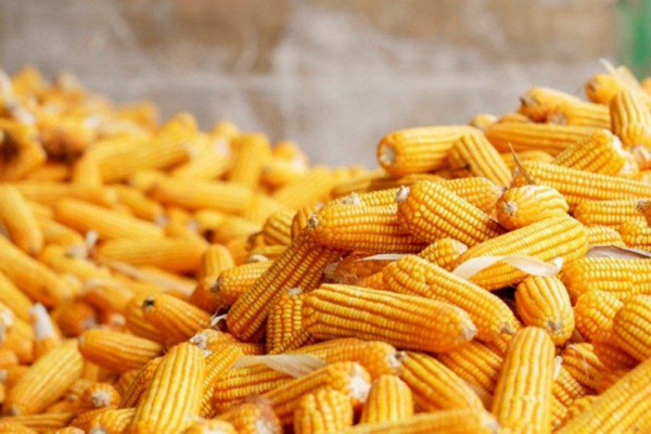 CP Foods  မြန်မာပြောင်းခြေရာခံနိုင်မှုစနစ်