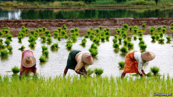 ၂၀၂၂ - မိုးရာသီ စိုက်ပျိုးစရိတ်ချေးငွေများ မကြာမီထုတ်ချေးပေးတော့မည်