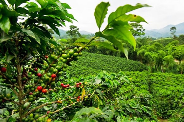 ေကာ္ဖီစုိက္ပ်ိဳးသူမ်ားကုိ ႐ုိးမဘဏ္က က်ပ္သန္း ၈၀၀ ကူညီပံ့ပိုးမည္