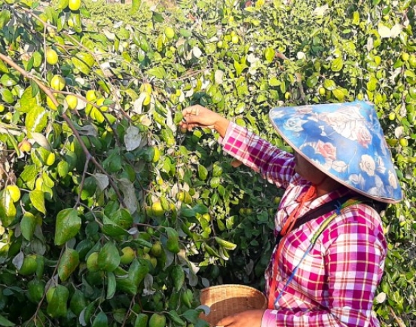 ဆီးခြံလုပ်ငန်းများ ယခုနှစ်၌ ပွဲတော်များ မရှိသဖြင့် လက်လီဈေးကွက်ကိုအားထားရောင်းချနေရ