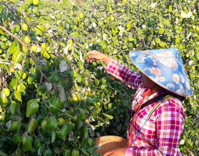 ဆီးခြံလုပ်ငန်းများ ယခုနှစ်၌ ပွဲတော်များ မရှိသဖြင့် လက်လီဈေးကွက်ကိုအားထားရောင်းချနေရ