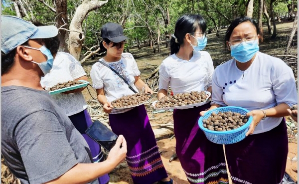 ကောသောင်းမြို့ ဒီရေတောအတွင်း ဂျင်းခရုမျိုးများ စိုက်ထည့်