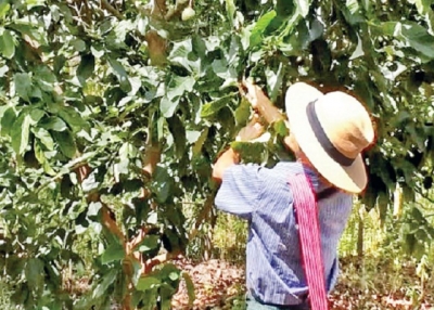 မြန်မာနိုင်ငံမှထွက်ရှိသော ထောပတ်သီးနှစ်မျိုးအင်္ဂလန်နိုင်ငံသို့ ဇန်နဝါရီလအတွင်း ထပ်မံတင်ပို့သွားမည်