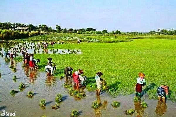 လယ္သမားမ်ားထံမွ ႀကိဳတင္ဝင္ေငြခြန္ေကာက္ခံမည္