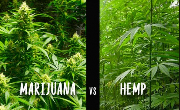 ဆေးခြောက်နှင့် လွဲမှားလေ့ရှိသော Hemp စိုက်ပျိုးနိုင်ရေးအတွက် မူးယစ် ဆေးဝါး ဥပဒေကို ပြင်ဆင်ရန်ရှိ
