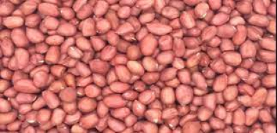 မန္တလေး ဆီထွက်သီးနှံ မြေပဲ (လုံးဆံ)နီ ဈေးမြင့်