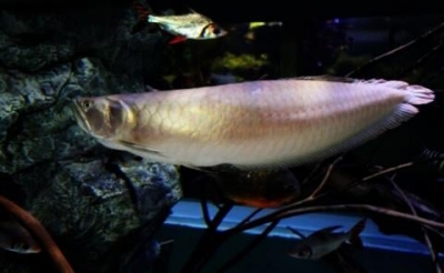 ကော့သောင်းမြို့တွင် အလှမွေးငါး lucky Fish (Arowana)မွေးမြူရေး အောင်မြင်ဖြစ်ထွန်း
