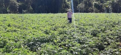 ဆောင်းသီးနှံစိုက်ခင်းများအား Sprinkler အသုံးပြု၍ ရေသွင်းစိုက်ပျိုးမှုများပြားလာ