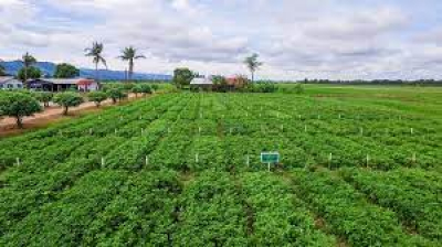 စိုက်ပျိုးရေးအခြေခံထုတ်ကုန်ဆိုင်ရာ မြန်မာစံချိန်စံညွှန်းများအား ဝယ်ယူ&zwnj;လေ့လာနိုင်ပါပြီ