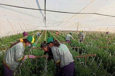 ခရမ်းချဉ်မျိုးစေ့ထုတ် (GAC) ကုမ္ပဏီ၏ မျိုးစေ့အရည်အသွေးကောင်းစေရန် ကွင်းအရောက် နည်းပညာပေးကွင်းဆင်းဆောင်ရွက်