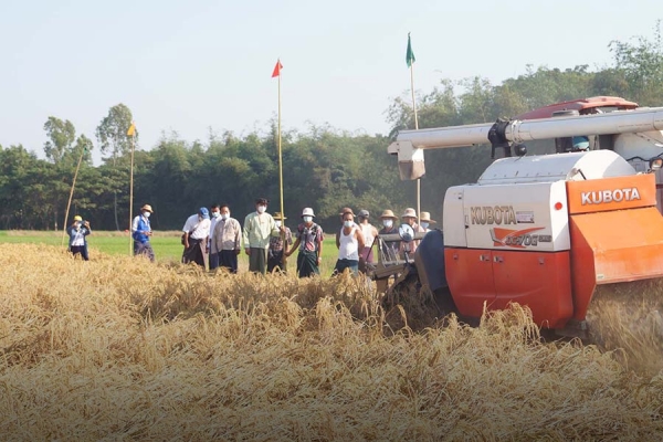 CERPအစီအစဉ်ဖြင့် စိုက်ပျိုးထားသော စပါးများအား မျိုးစပါးများအဖြစ် ပြန်လည်ဝယ်ယူ