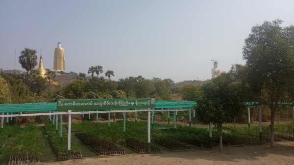 ဗောဓိတထောင်ဒေသ အထူးစိမ်းလန်းစိုပြည်ရေးစီမံကိန်း ပျိုးပင်ပေါင်း ၃၃၅၀၀ စုဆောင်းထား