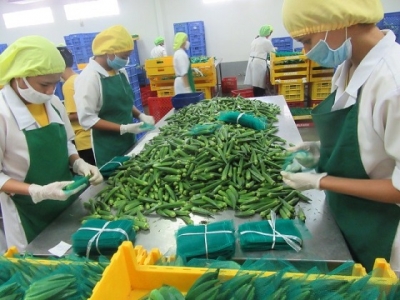 ဖိလစ်ပိုင်နိုင်ငံက ဂျပန်နိုင်ငံသို့ ရုံးပတီသီးများ ပိုမိုတင်ပို့ရန် စီစဉ်လျှက်ရှိ