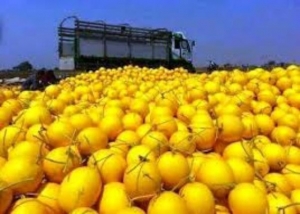 တရုတ်နိုင်ငံသို့ သခွားမွှေးများသာ တင်ပို့