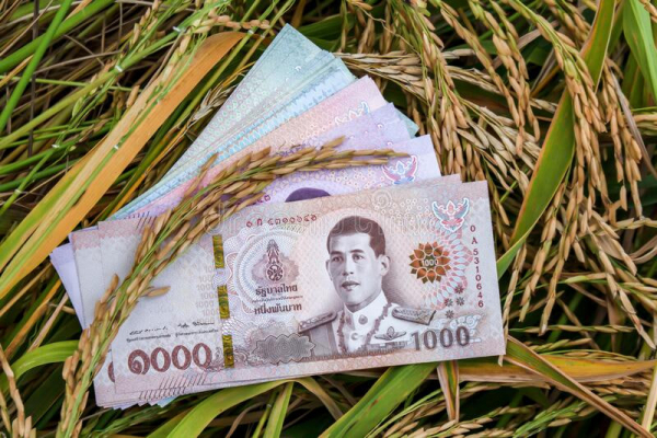 ဘတ်ငွေ မာသဖြင့် ထိုင်းဆန် တင်ပို့မှု လျော့ကျနိုင်