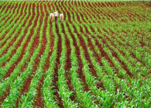 စိုက္ပ်ဳိးေရးႏွင့္ ေမြးျမဴေရး က႑တြင္ ၿဗိတိန္ႏွင့္ ထိုင္းႏိုင္ငံတို႔မွ အမ်ားဆံုး ရင္းႏွီးျမႇဳပ္ႏွံထား